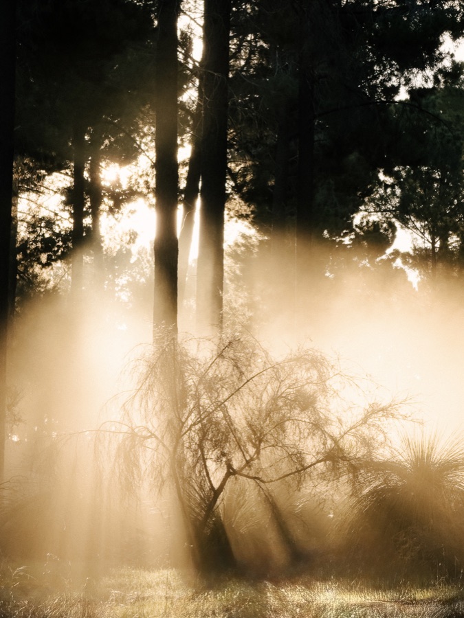 Golden sunbeams filtering through trees in Pinjar