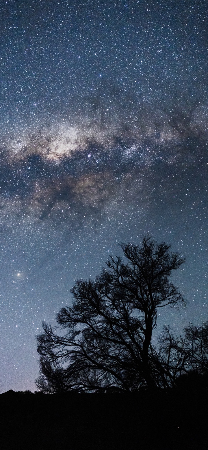 The Milky Way crossing a dark blue night sky above the silhouette of a branching tree.