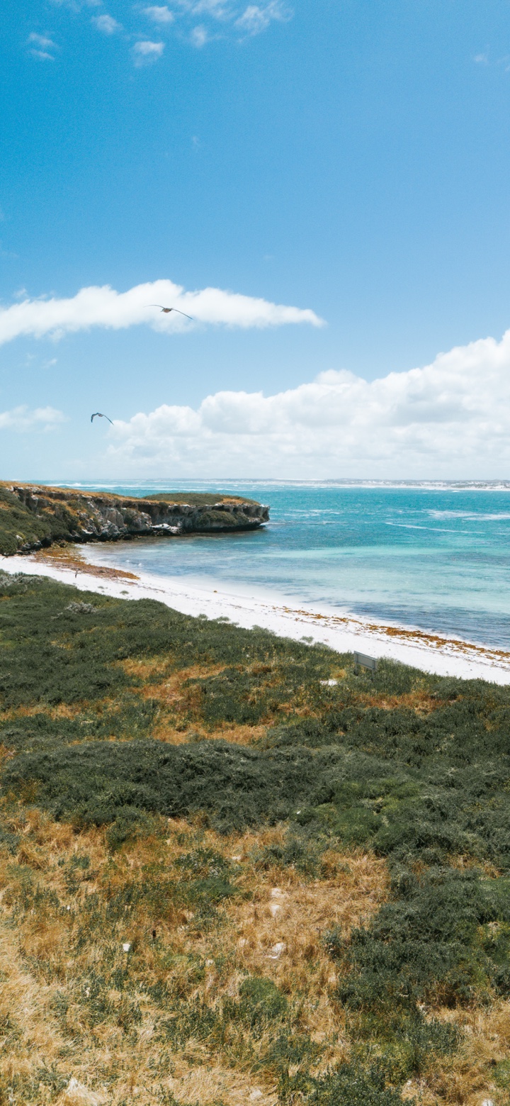 Two seabirds above a white sandy cove and turquoise sea, with low coastal vegetation in the foreground.