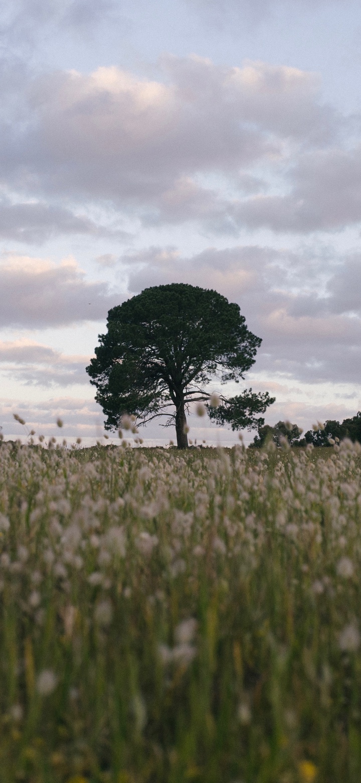 A lone dark green tree in pale grasses beneath a softly clouded sky.